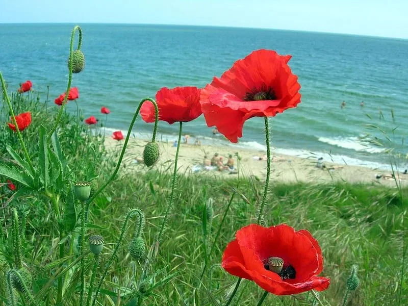 Moonlit Sea Poppy