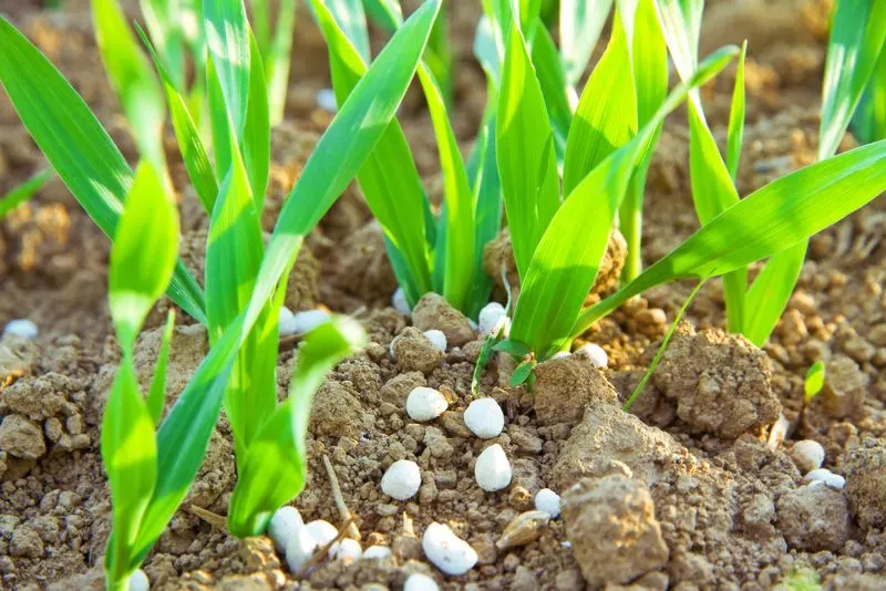 More Fertilizer Equals Better Growth
