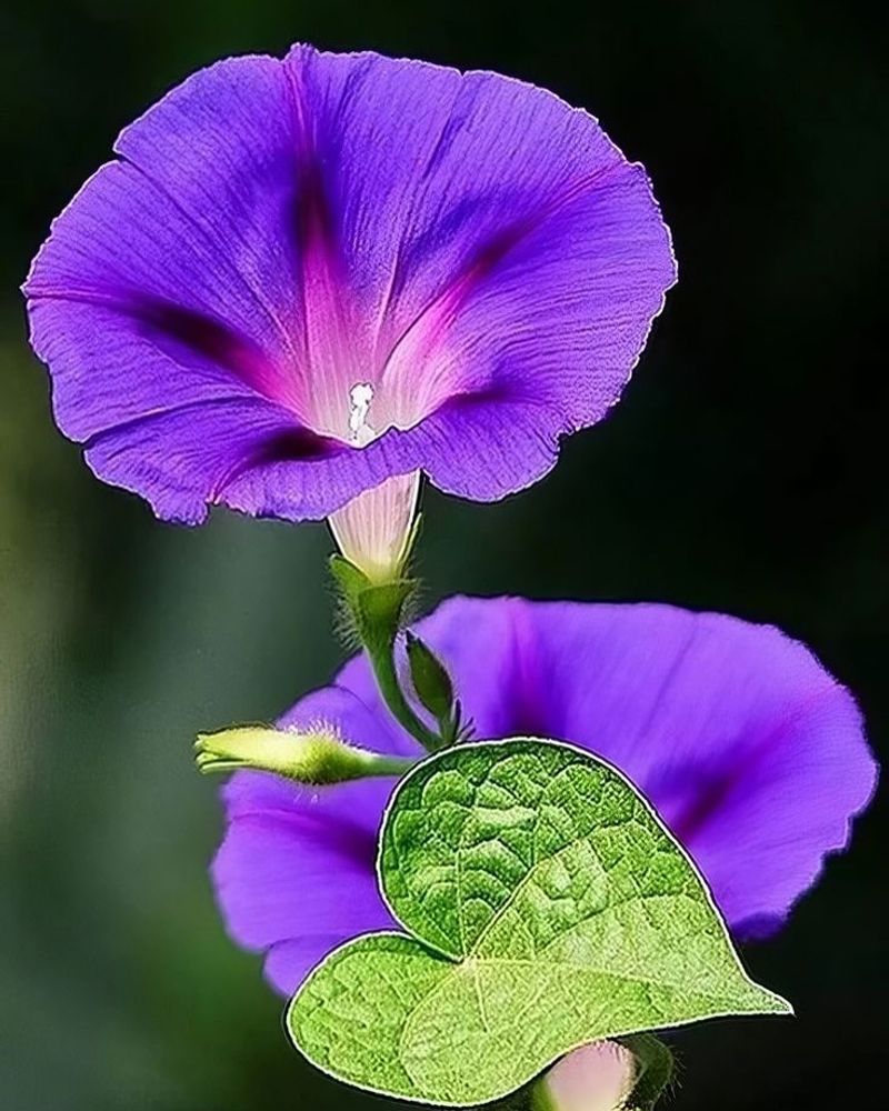 Morning Glory
