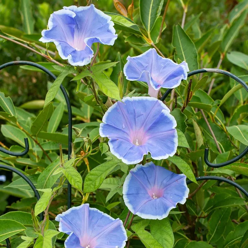 Morning Glory
