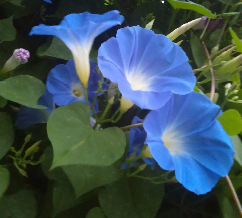 Morning Glory