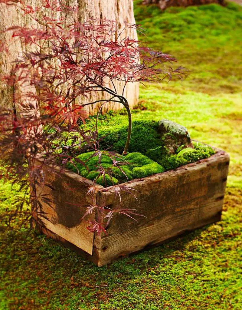 Moss in Container Gardens