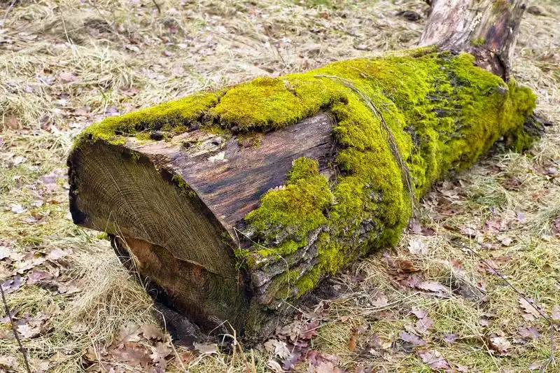 Moss-Covered Log Displays