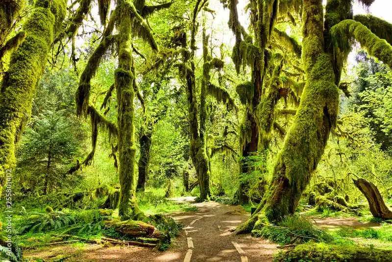 Moss-Covered Trees