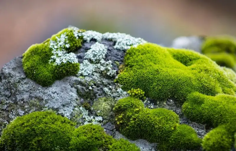 Moss