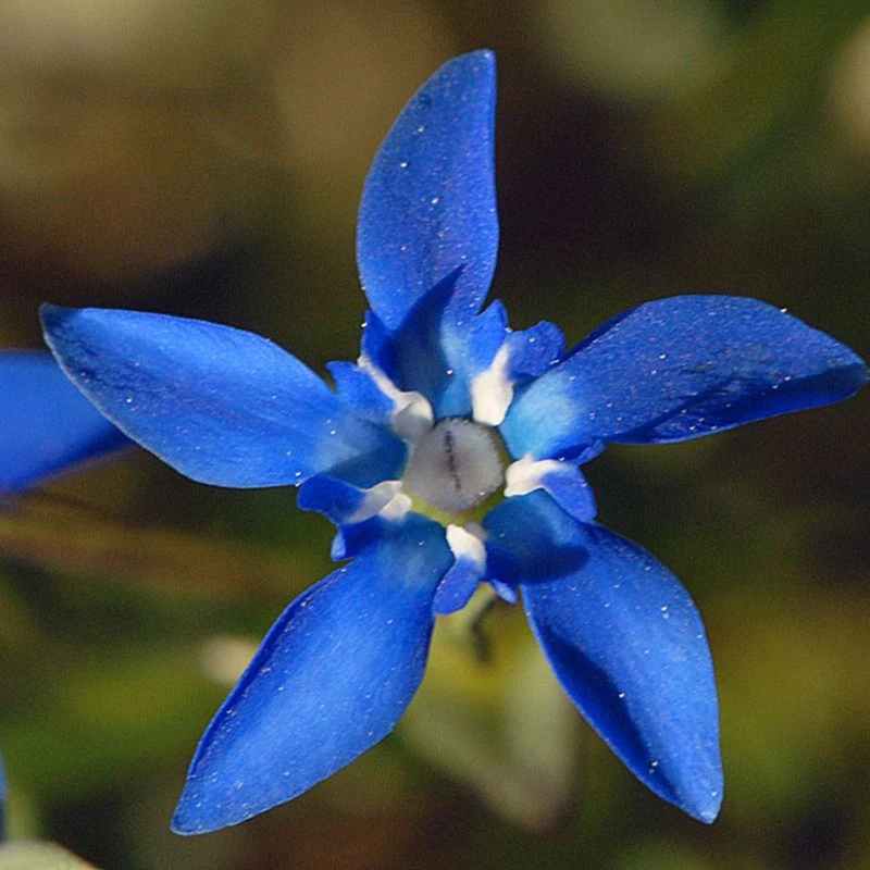 Snow Gentian