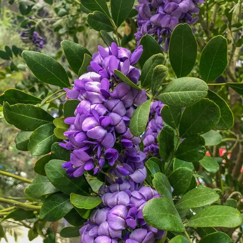 Mountain Laurel