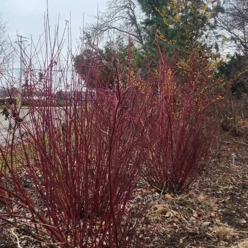 Red Twig Dogwood