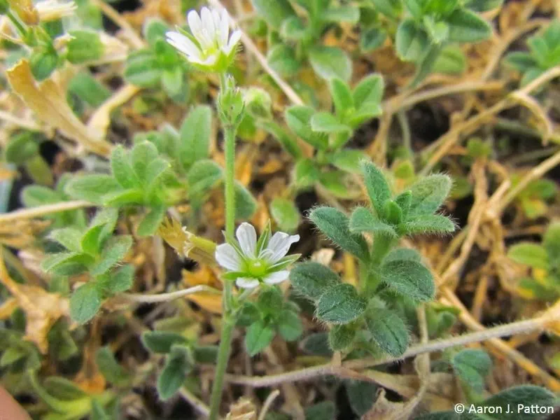 Mouse Ear Chickweed