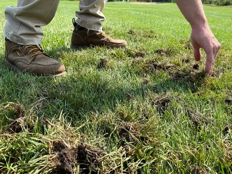 Not Rotating Turf