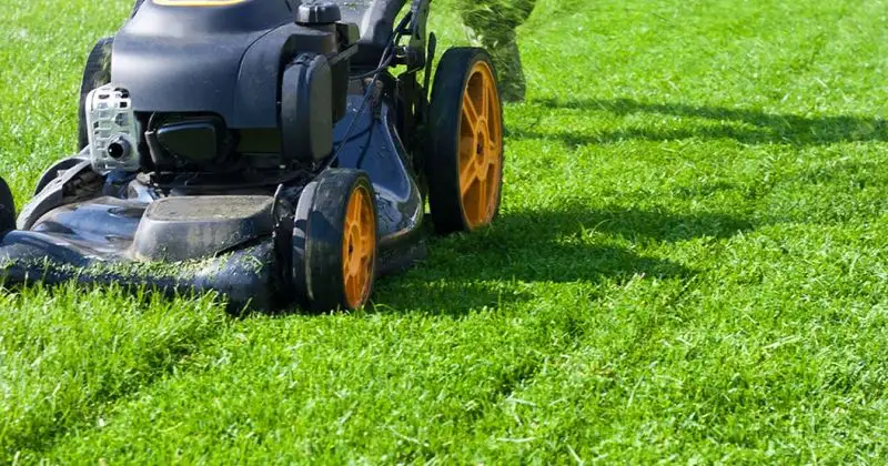 Mowing Too Short
