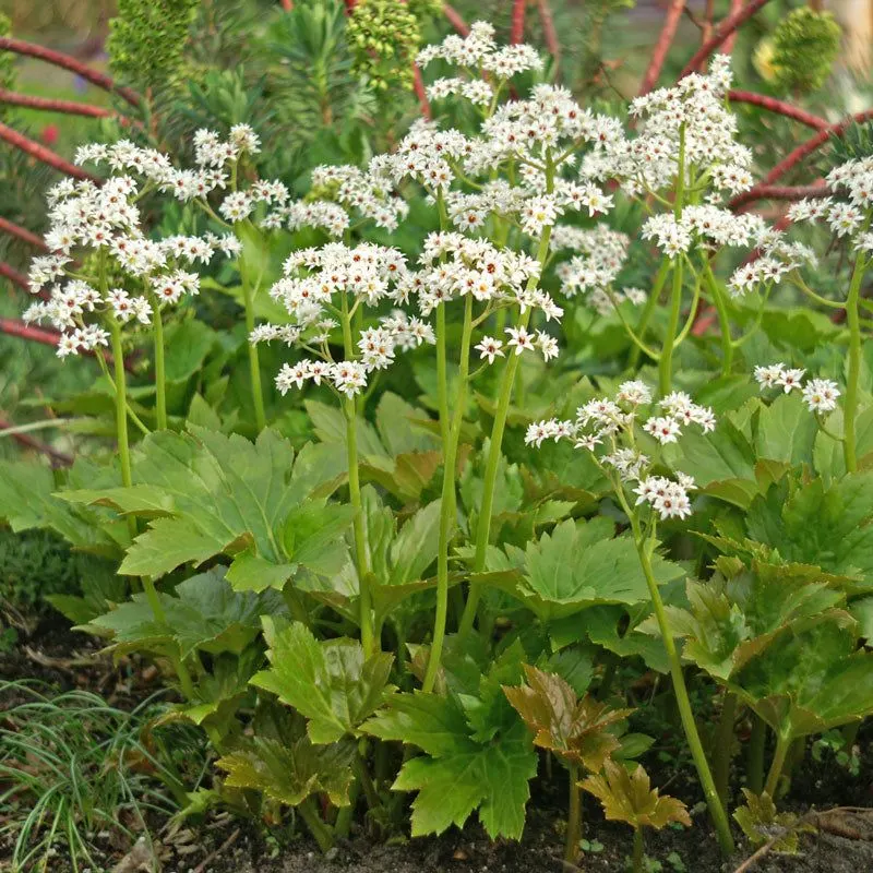 Mukdenia
