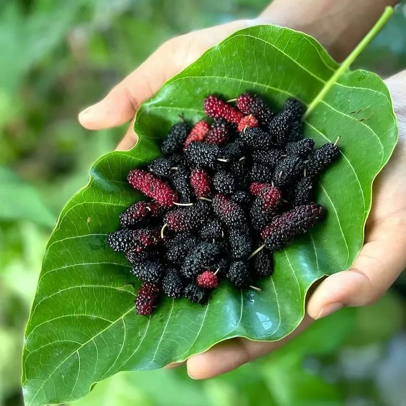 Mulberry