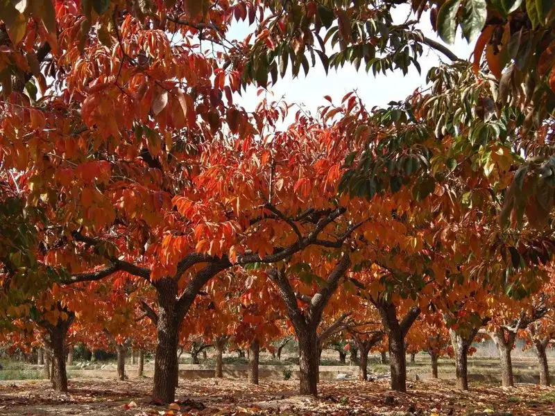 Persimmon Tree