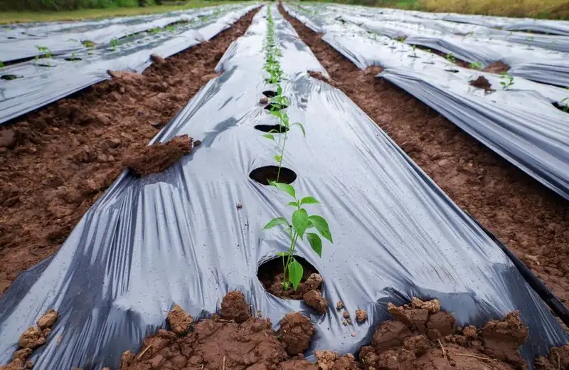 Mulch for Moisture Retention