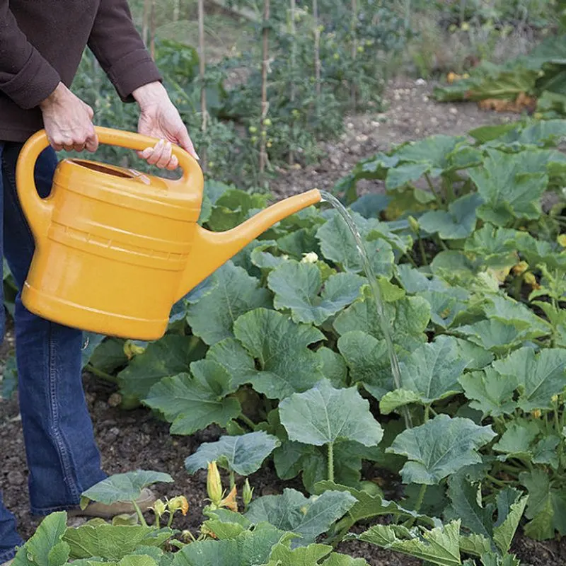 Provide Consistent Watering