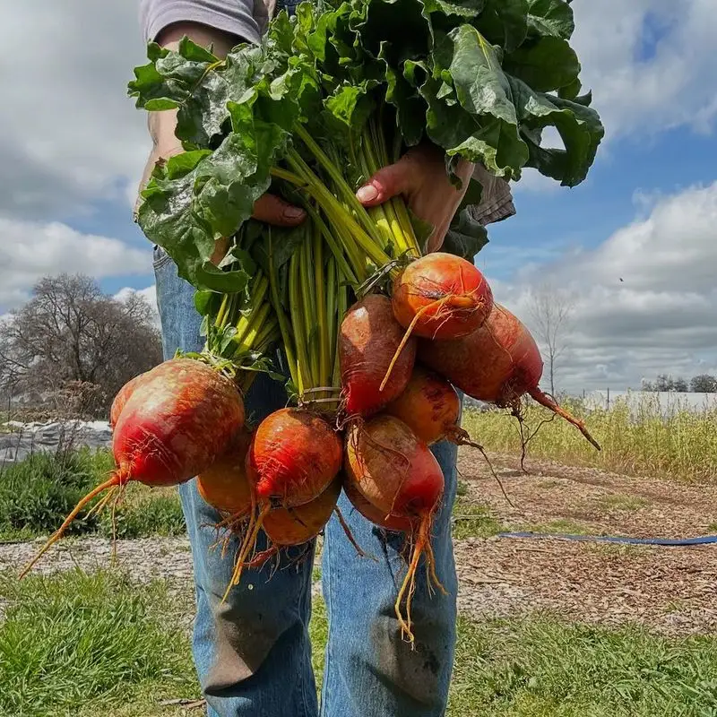 Harvest at the Right Time