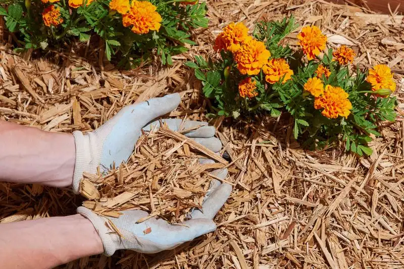 Mulch for Protection