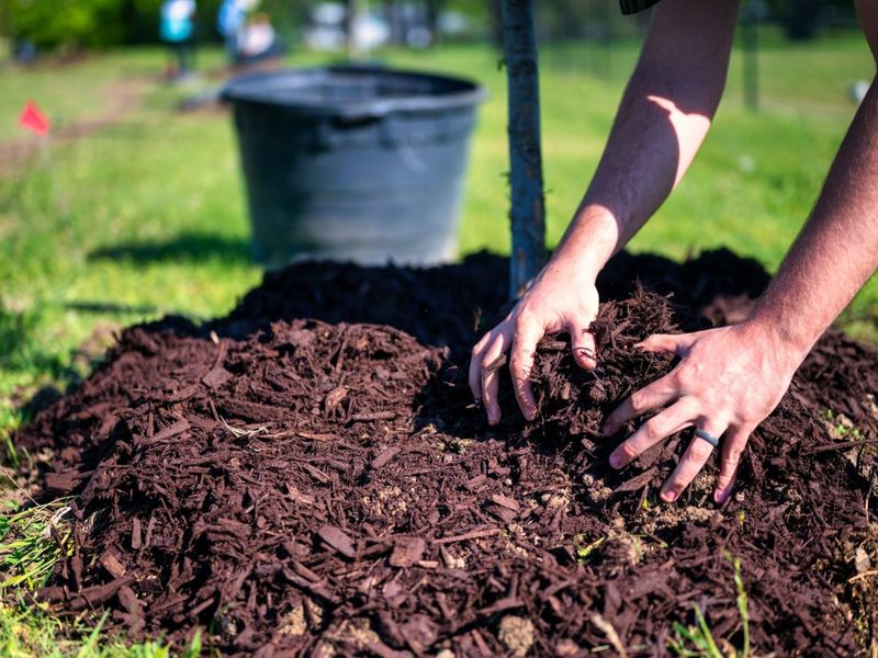 Mulch
