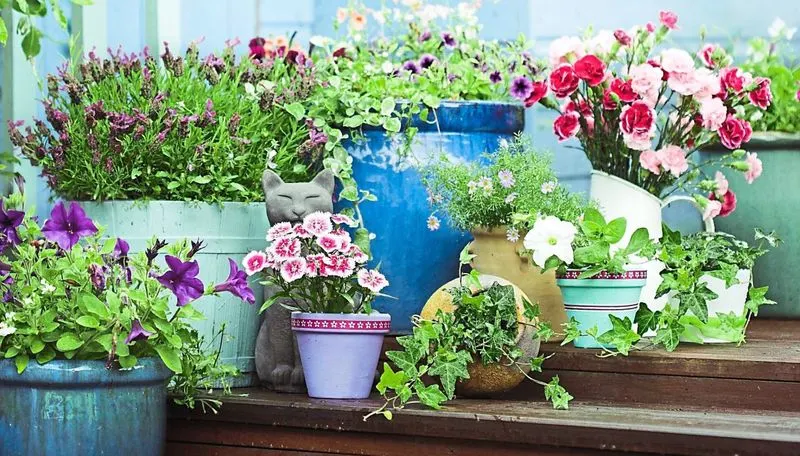 Container Gardens