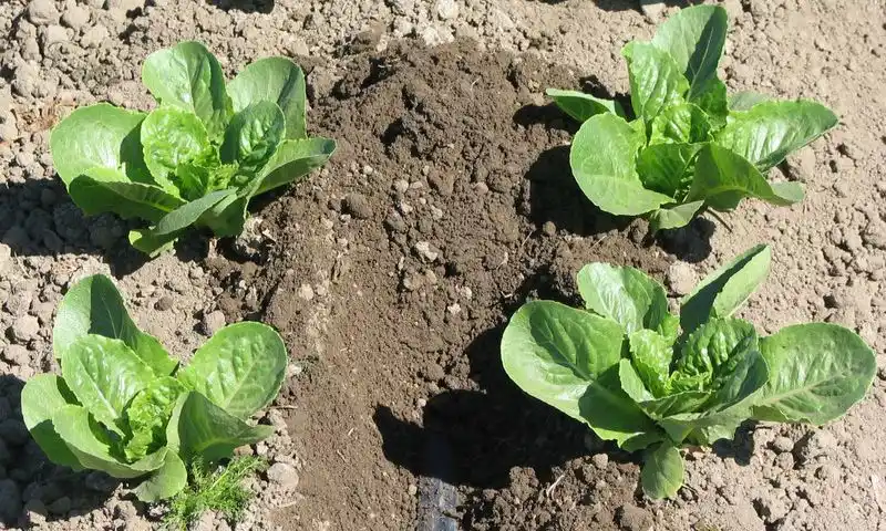 Weed Control