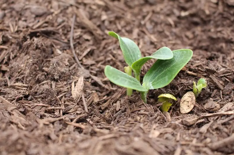 Ignoring Soil Needs