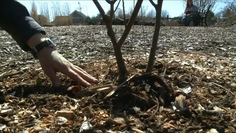 Mulching Correctly