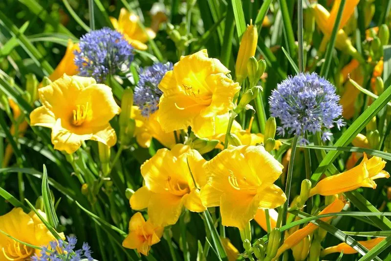 Planting Perennials
