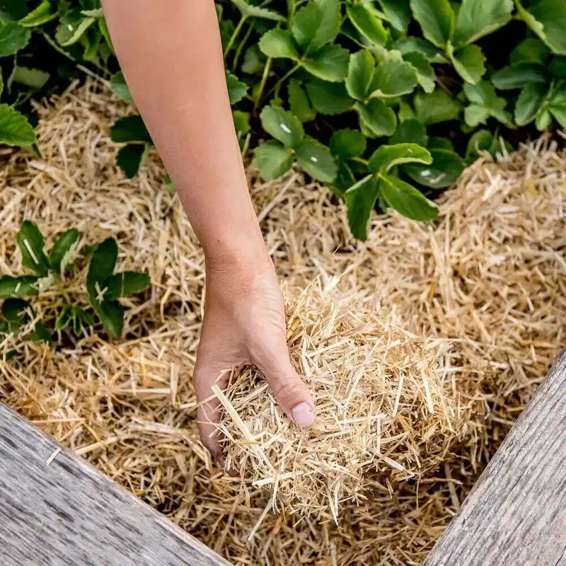 Mulching with Straw