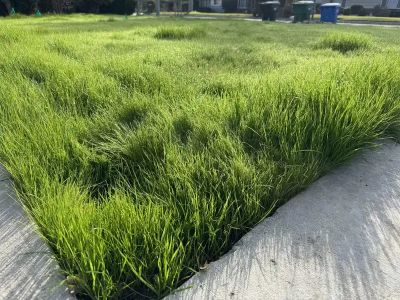 Ryegrass