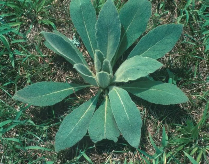 Mullein