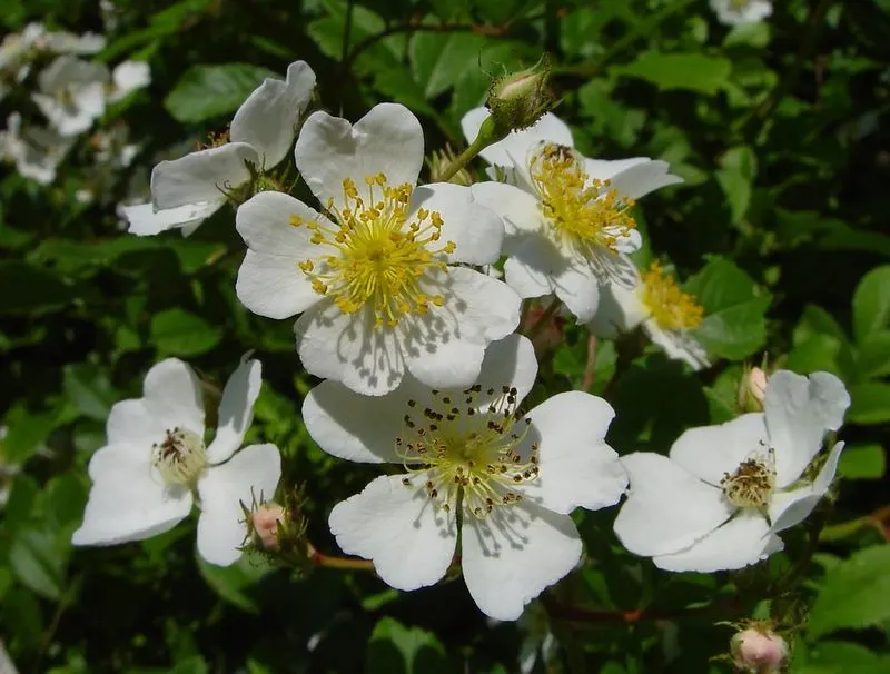 Multiflora Rose
