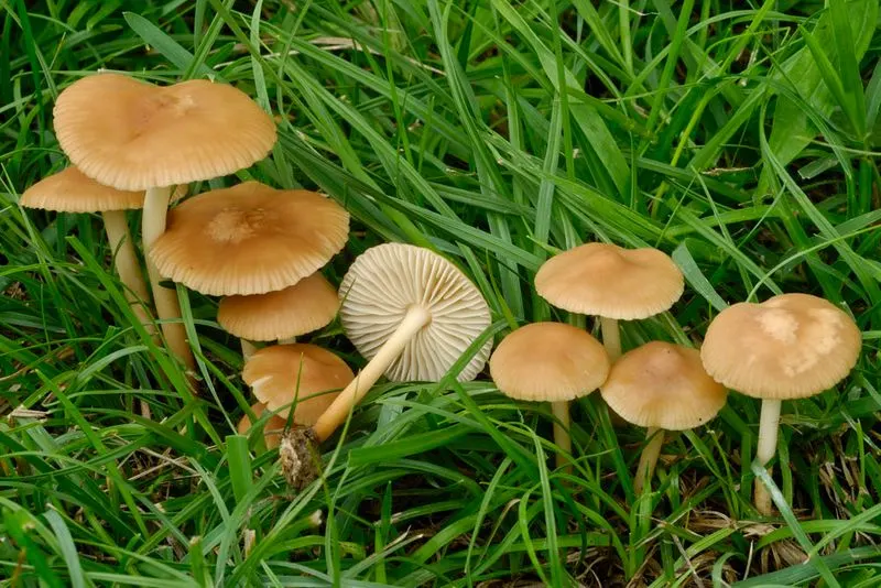 Mushroom Fairy Ring
