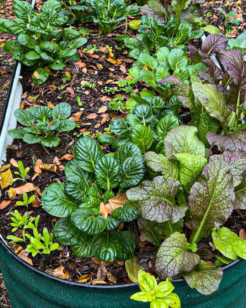 Mustard Greens
