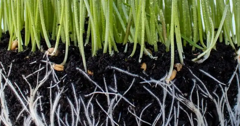 Mycorrhizal Fungi