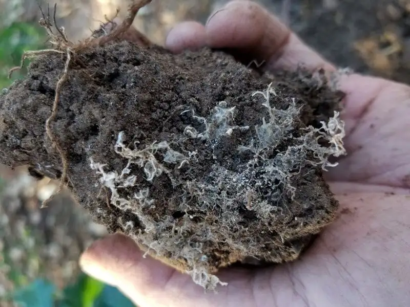Mycorrhizal Fungi