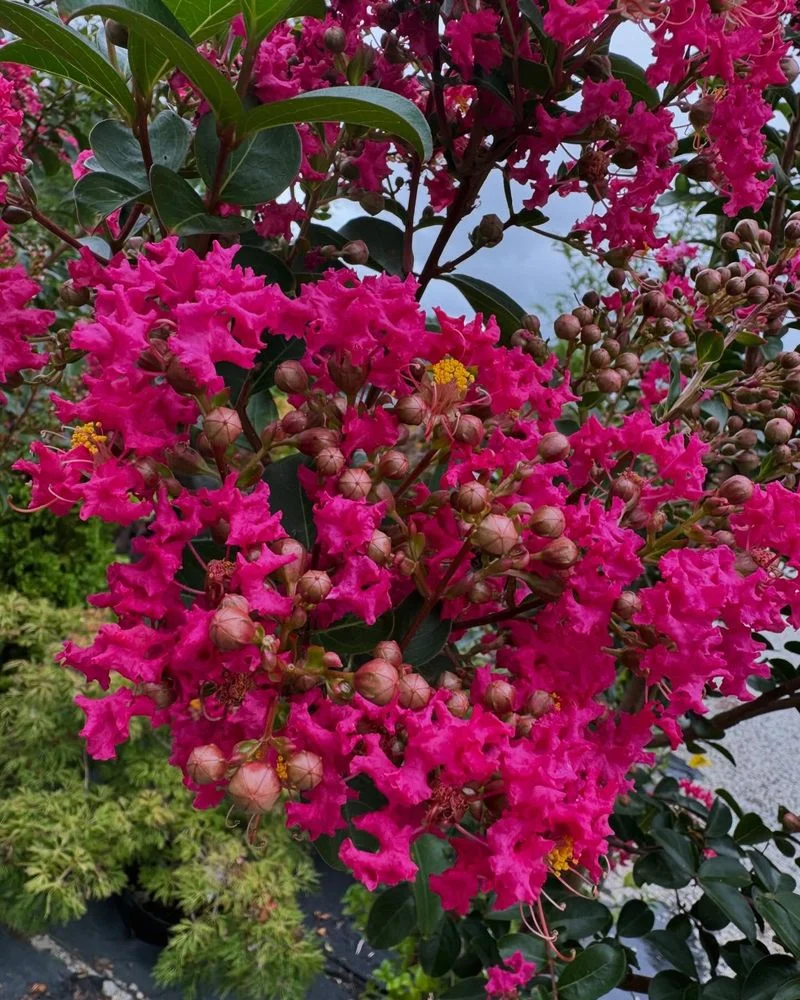 Myrtle