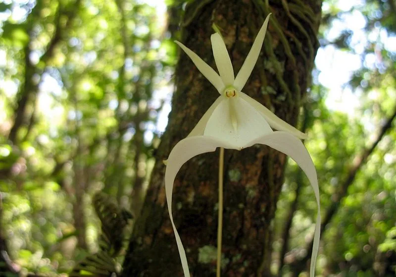 Mysterious Ghost Orchid