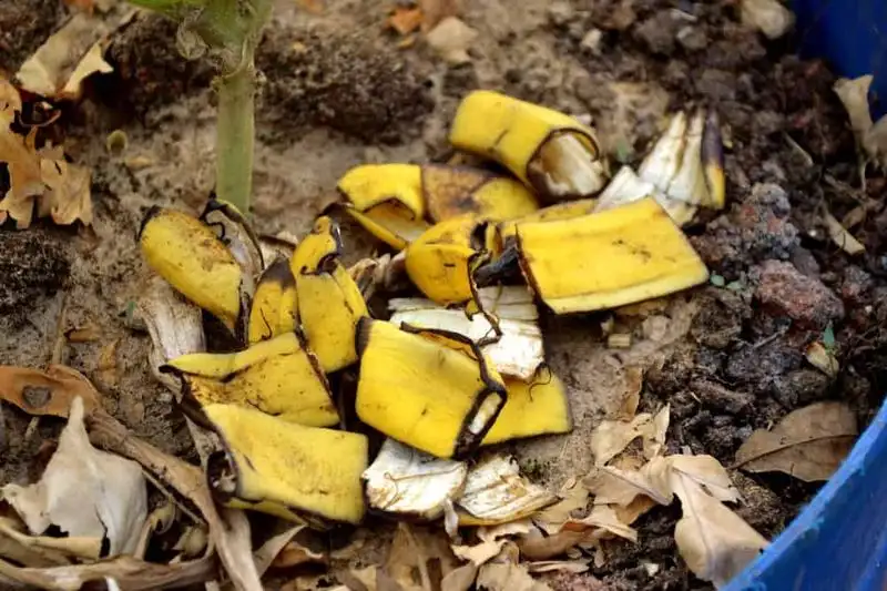 Myth 10: Banana Peels as Fertilizer