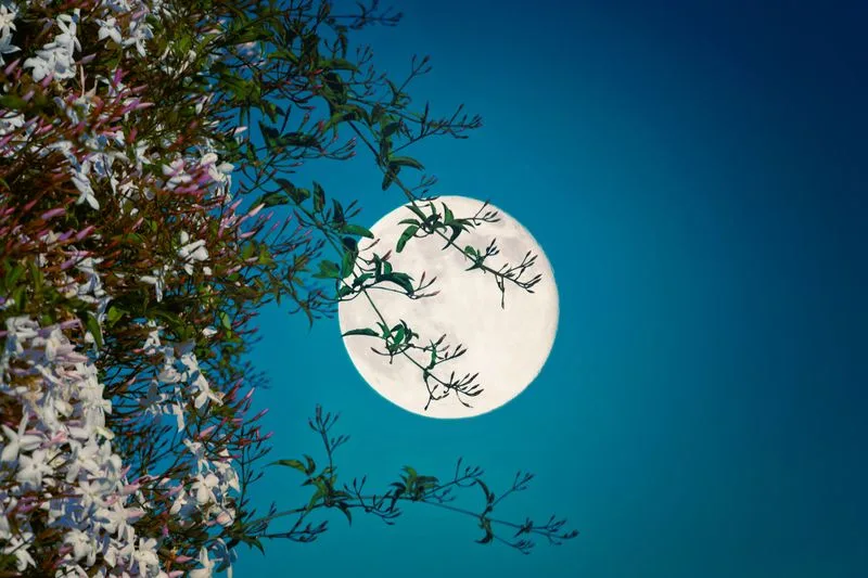 Myth 10: Planting by the Moon Enhances Growth