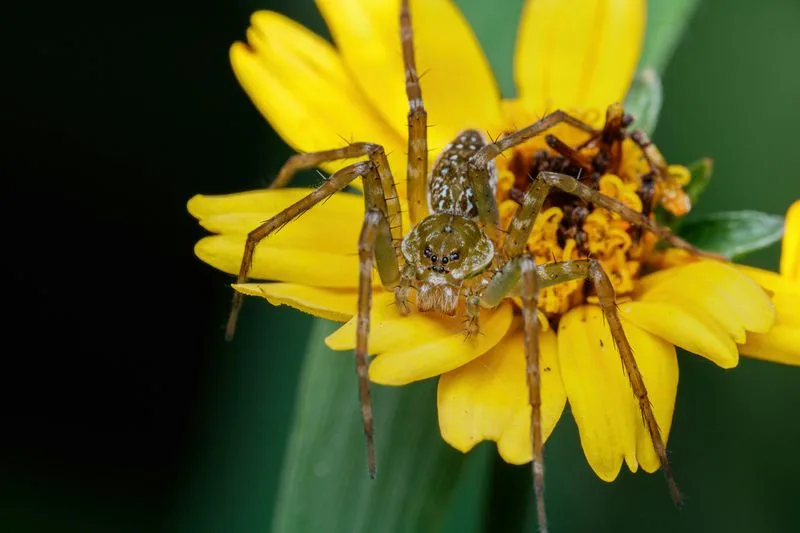 Myth 11: Spiders Are Unpredictable