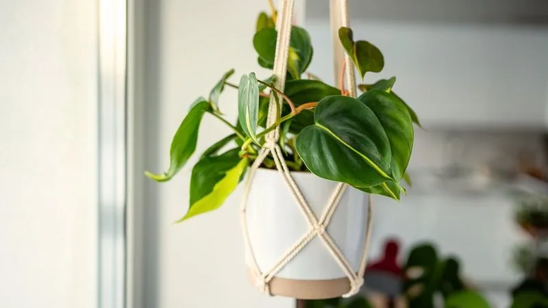 Myth 11: Drought-Resistant Plants Don't Need Water