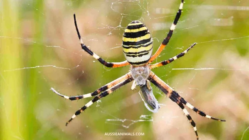 Myth 12: Spiders Are All Alike