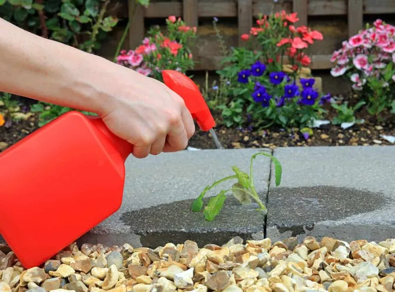 Myth 11: Vinegar for Pest Control