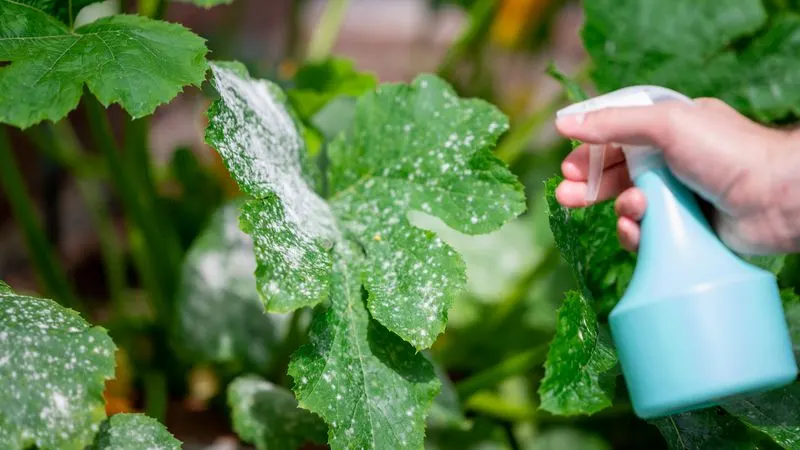 Myth 12: Milk Sprays for Plant Fungal Diseases
