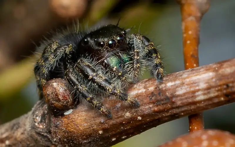 Myth 13: Spiders Are Useless in Winter