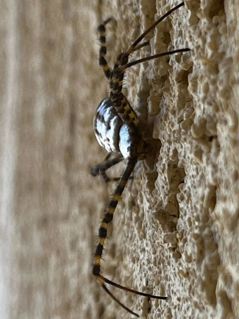 Myth 14: Spiders Are Unwanted Guests