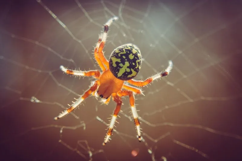 Myth 15: Spiders Are Always Venomous Threats