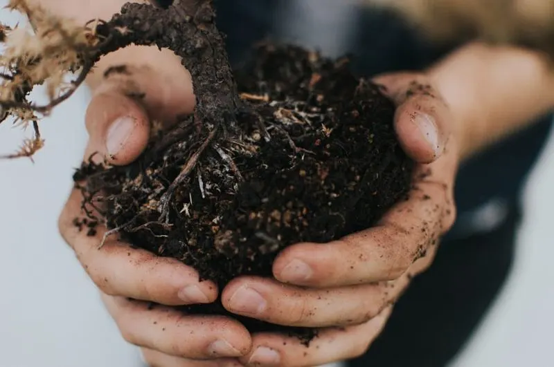 Myth 15: Plants Thrive in Any Soil