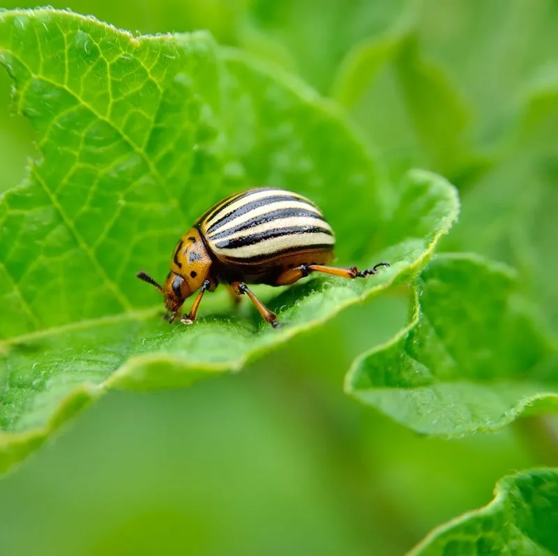Myth 2: All Bugs are Bad News